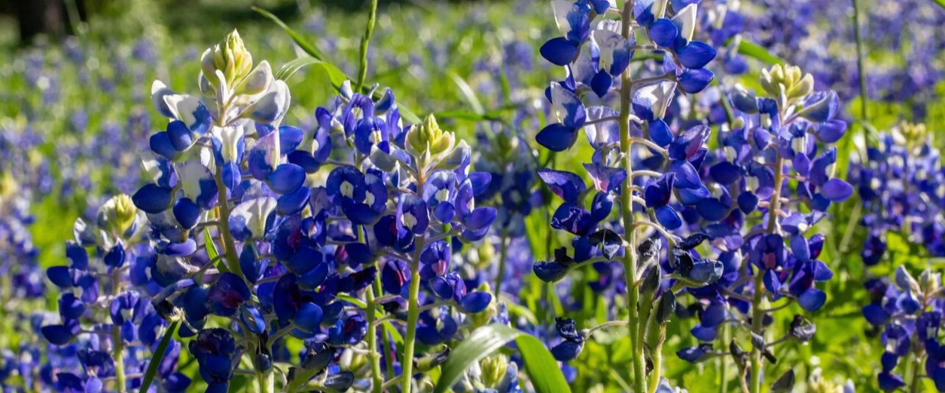 Purple flower garden