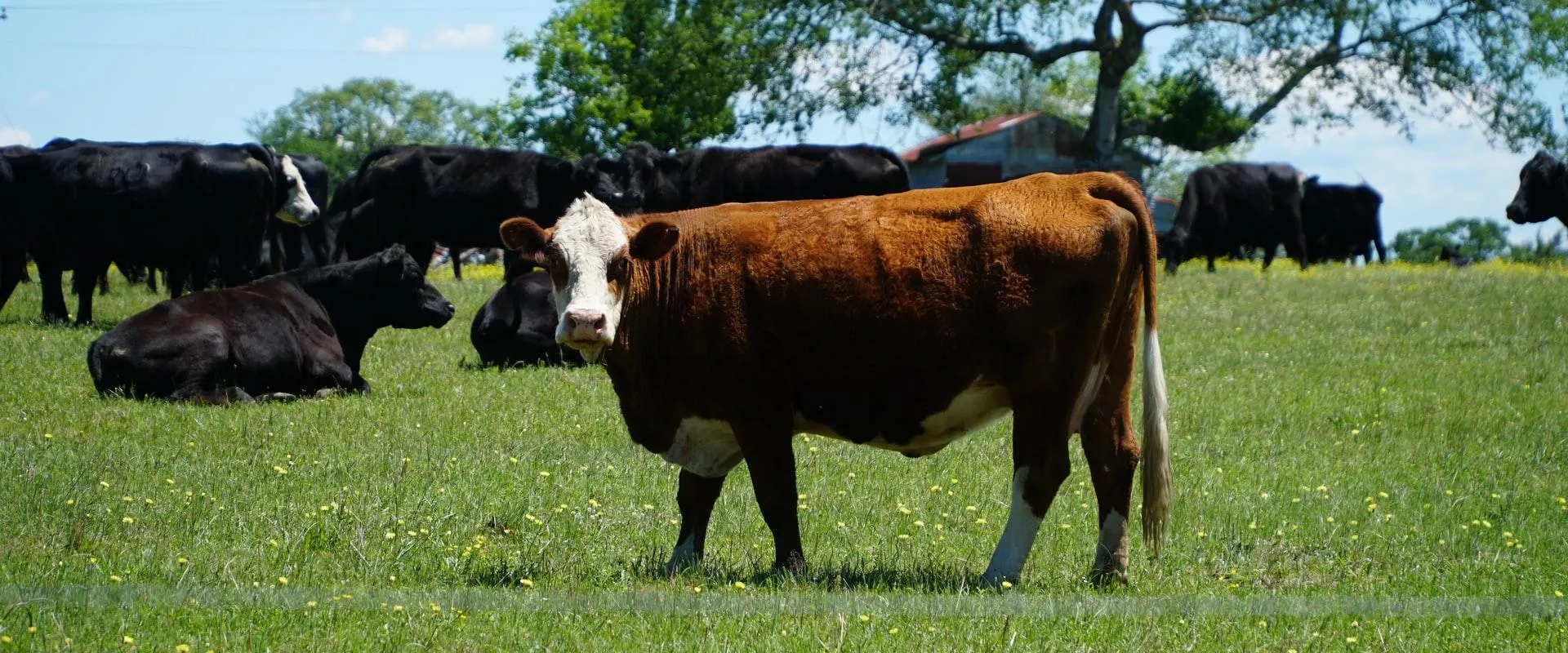 A cow stands in a lush green field